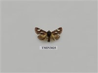 藏品(夜蛾654)的圖片